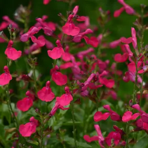 Image Credit: Ball Horticultural Company