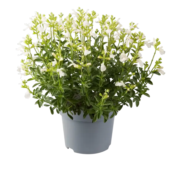 Salvia greggii 'White' - image 2