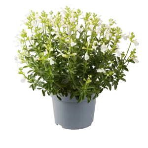 Salvia greggii 'White' - image 2