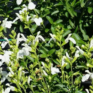 Salvia greggii 'White' - image 1