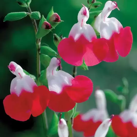 Salvia microphylla 'Hot Lips' 3L - image 2