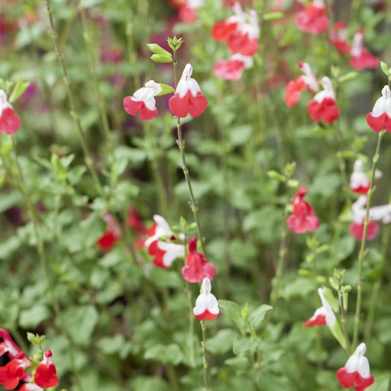 Salvia microphylla 'Hot Lips' 2L - image 2