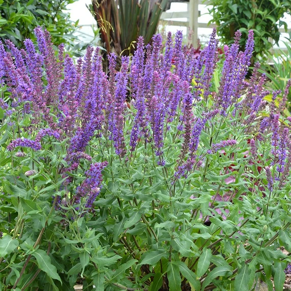 Image Credit: Kernock Park Plants LTD.