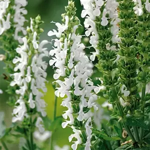Salvia nemorosa 'Lyrical White' 1L