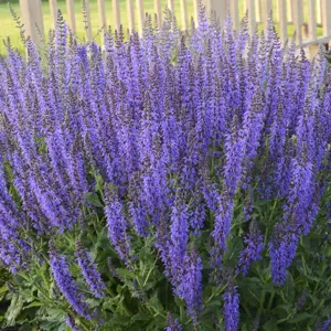 Salvia nemorosa 'Mainacht / May Night' 1L