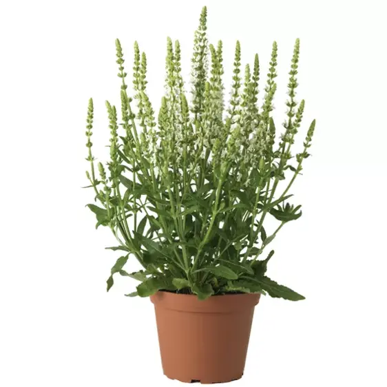 Image Credit: Syngenta Flowers