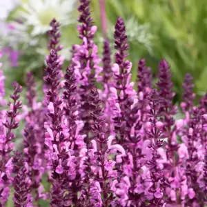 Salvia nemorosa 'Midnight Rose'