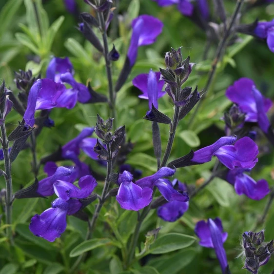 Image Credit: Ball Horticultural