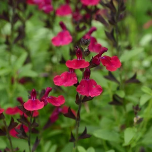 Image Credit: Ball Horticultural