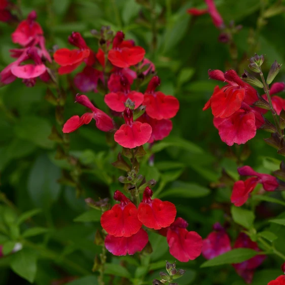 Image Credit: Ball Horticultural