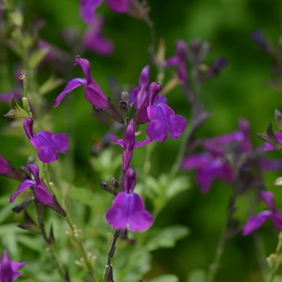 Image Credit: Ball Horticultural Company