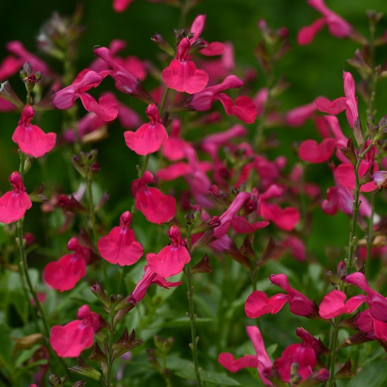 Image Credit: Ball Horticultural Company