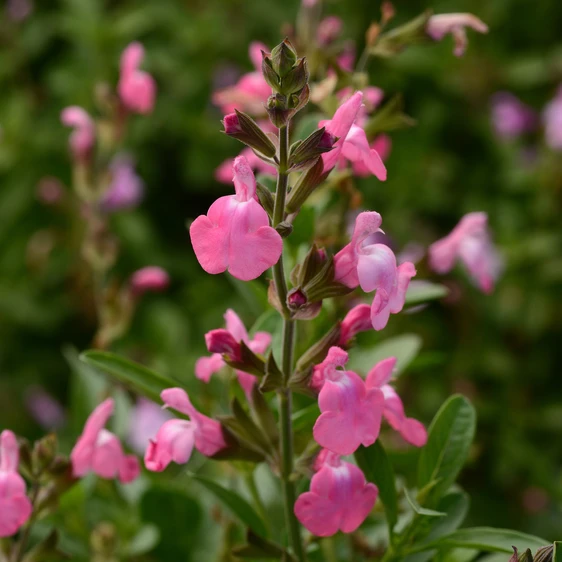 Image Credit: Ball Horticultural