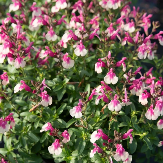 Image Credit: Ball Horticultural Company