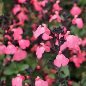 Image Credit: Ball Horticultural Company