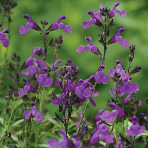 Image Credit: Ball Horticultural