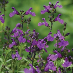 Image Credit: Ball Horticultural