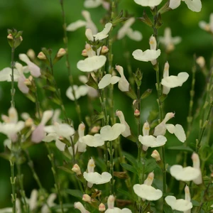 Image Credit: Ball Horticultural Company