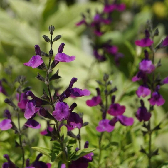Salvia x jamensis 'Nachtvlinder' - image 2