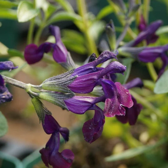 Salvia x jamensis 'Nachtvlinder' - image 1