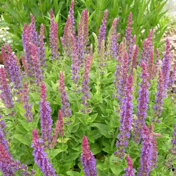 Salvia nemorosa 'Ostfriesland / East Friesland' 3L