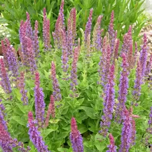 Salvia nemorosa 'Ostfriesland / East Friesland' 3L