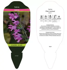 Salvia gaurantiaca 'Pink Amistad' 3L - image 4