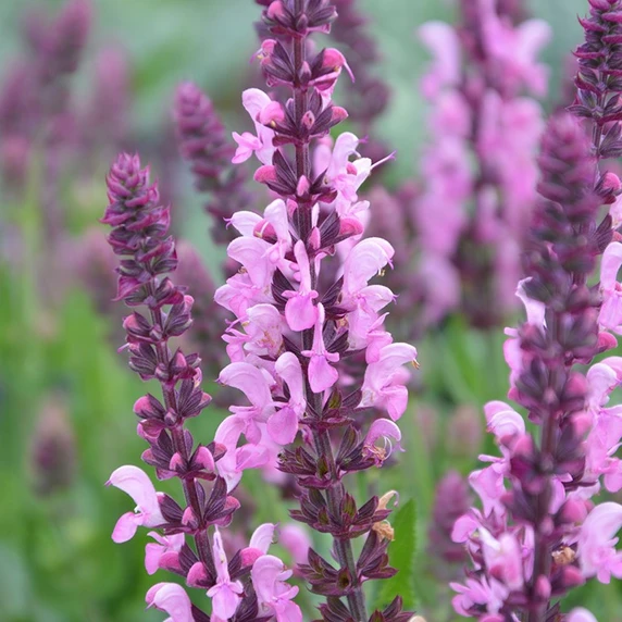 Salvia nemorosa 'Pink Nebula'