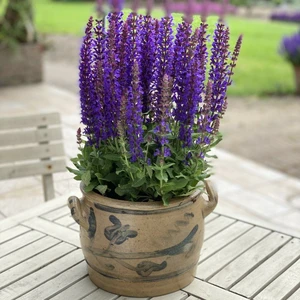 Salvia x sylvestris 'Rianne'