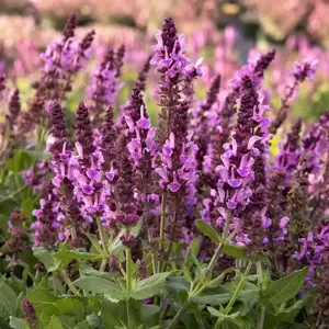 Salvia nemorosa 'Rose Marvel' 3L - image 2