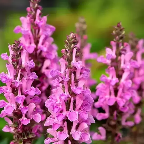 Salvia nemorosa 'Rose Marvel' 3L - image 1