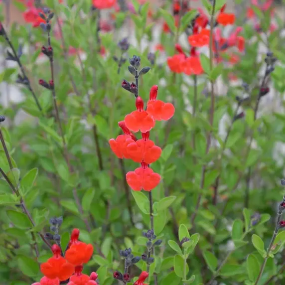 Picture Credit - © Kernock Park Plants Ltd.