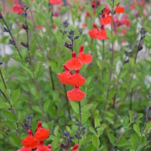 Picture Credit - © Kernock Park Plants Ltd.