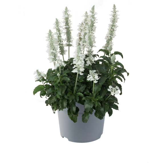 Picture Credit - Florensis