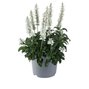 Picture Credit - Florensis