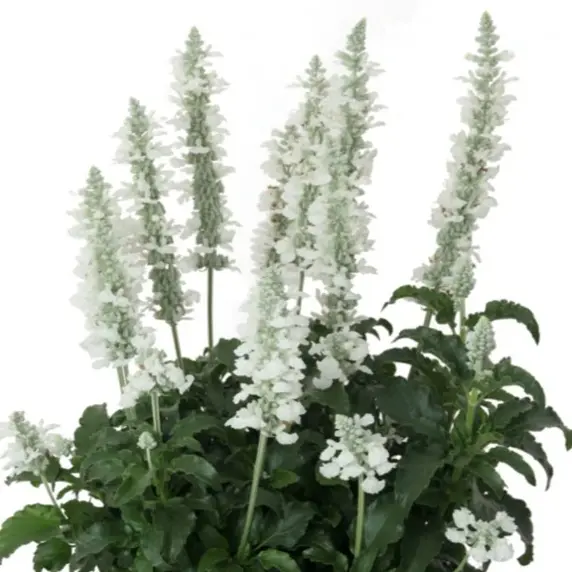 Picture Credit - Florensis