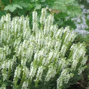 Picture Credit - Darwins Perennials