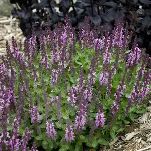 Picture - Walter's Gardens Inc.