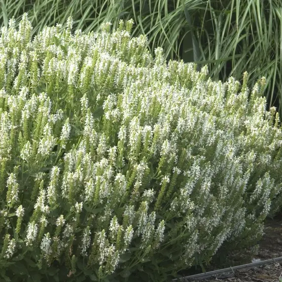 Picture - Ball Horticultural