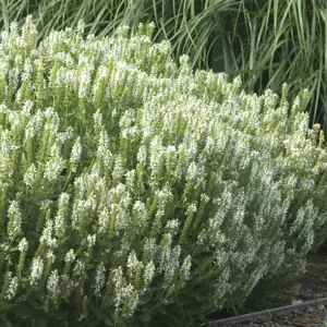 Salvia 'Snow Hills' 3L