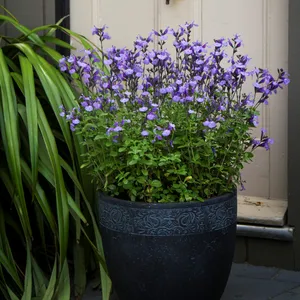 Picture Credit - Plants for Europe Ltd