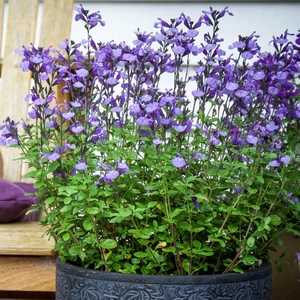 Picture Credit - Plants for Europe Ltd