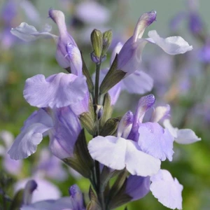 Picture Credit - Plants for Europe Ltd