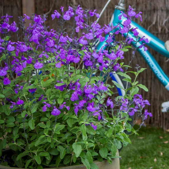Picture Credit - Plants for Europe Ltd