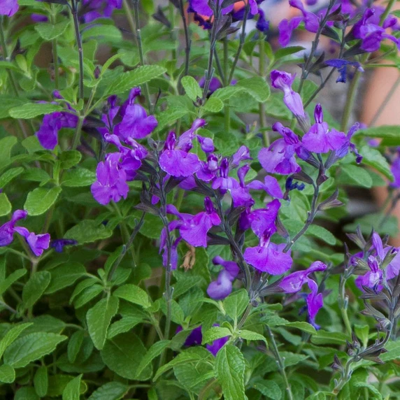 Picture Credit - Plants for Europe Ltd