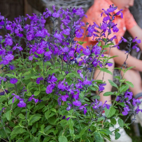 Picture Credit - Plants for Europe Ltd