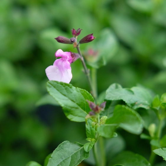 Salvia 'Strawberry Melba'