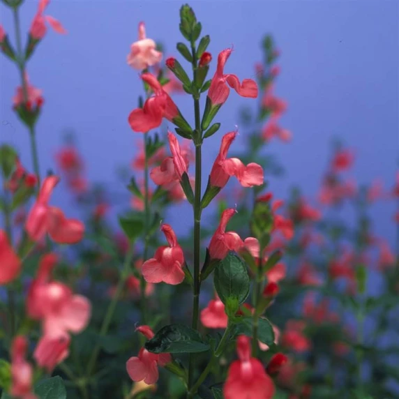 Picture Credit - © Kernock Park Plants LTD.
