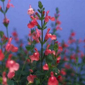 Picture Credit - © Kernock Park Plants LTD.