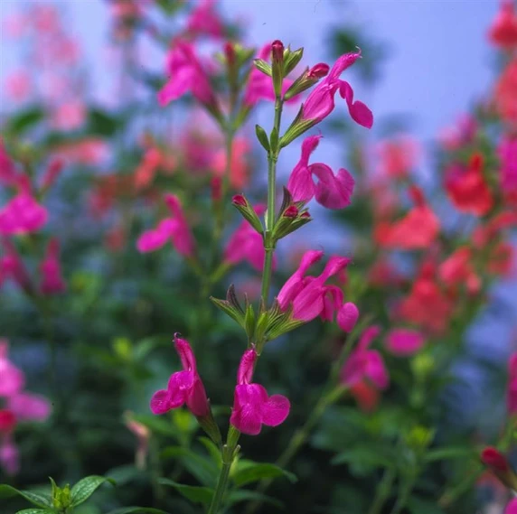 Picture Credit - © Kernock Park Plants LTD.
